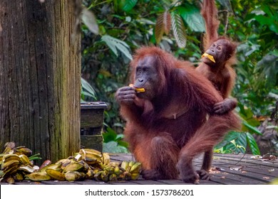 A mother and baby orangutan eat fruit at feeding time at the Sepilok Orangutan Rehabilitation Centre near Sandakan in East Sabah, Malaysian Borneo