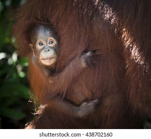 Mother and baby Orangutan in south Borneo, Indonesia jungle