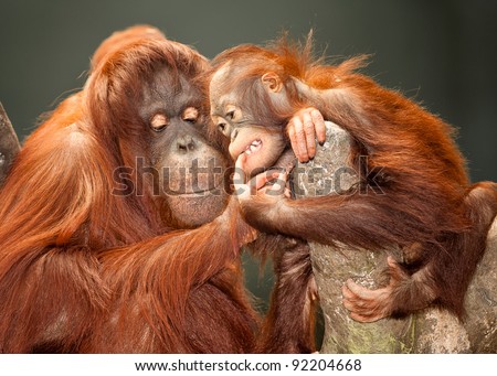 Mother and baby orangutans