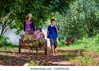 Mother And Baby In The Orchard,garden Fruit,thailand, Happy Family Picking Fresh Organic Fruits On A Farm, Mom And Baby Picking Harvest Of Fruit At The Farm,organic Fruits Farm,thailand,      