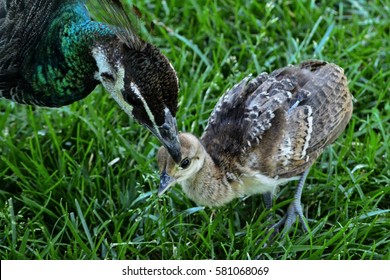 Mother and Baby Peacock