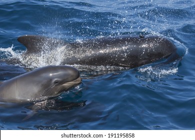 mother and baby pilot whale breathing in the sea surface - Shutterstock ID 191195858