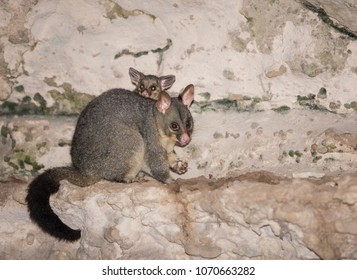 Mother And Baby Possum Eating On The Rocks