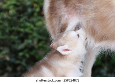 Mother And Baby, Puppy Eating Milk