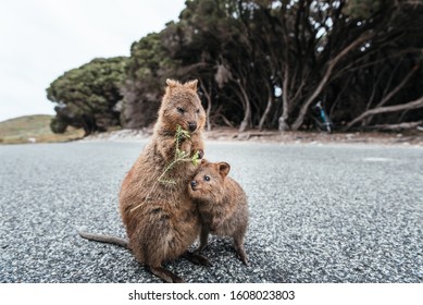 Mother and baby quokka eating green twigs. Cute quokkas on Rottnest Island, Western Australia. Animal family