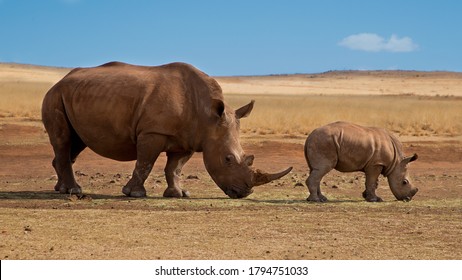 Mother and baby rhino are standing next to each other. Rhino family. Safari wildlife. Wild animal in the nature habitat. Endangered rhinos in a nature reserve in South Africa. Rhinocerotidae. postcard