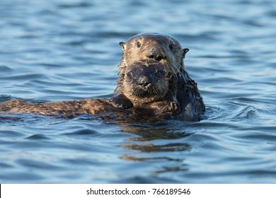 Mother And Baby Sea Otter