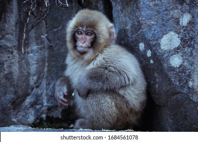 Cute Baby Monkey High Res Stock Images Shutterstock
