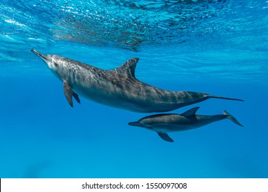 mother and baby  Spinner dolphins (Stenella longirorstris) swimming over sand in Sataya reef, Egypt, Red Sea