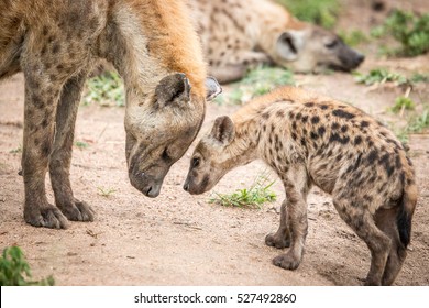 Mother and baby Spotted hyena in the Kruger National Park, South Africa.