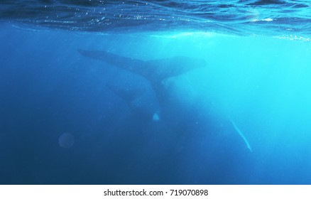          Mother and baby whale underwater - Shutterstock ID 719070898