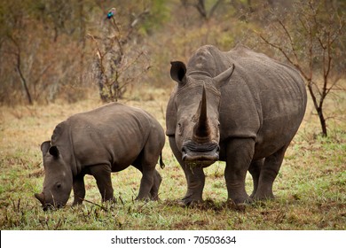 Mother And Baby White Rhino Grazing