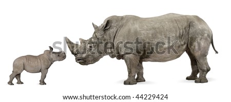 Mother and baby White Rhinoceros, Ceratotherium simum, 10 years old and 2 months old, in front of a white background
