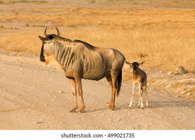 Mother And Baby Wildebeest In Amboseli Park, Kenya