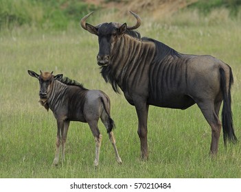 Mother And Baby Wildebeest Looking Into The Camera