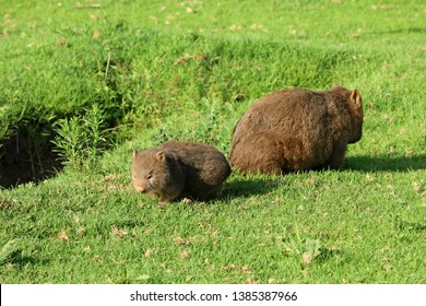 Mother And Baby Wombat In Australia