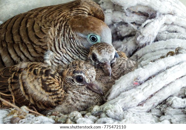 Mother Baby Zebra Dove Barred Ground Stock Photo Edit Now 775472110