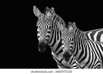 Mother Baby Zebra Standing In Dark Background - Powered by Shutterstock