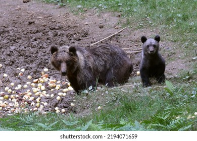 A Mother Bear And A Cub Have Found Some Food