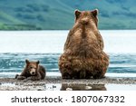 Mother bear with cub on the beach