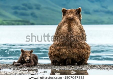 Mother bear with cub on the beach