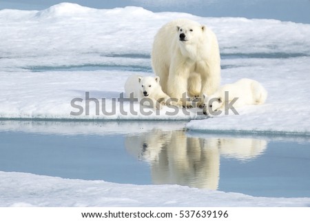 A mother bear keeping an eye as her two cubs rest peacefully by her side in the Norwegian Arctic in Svalbard