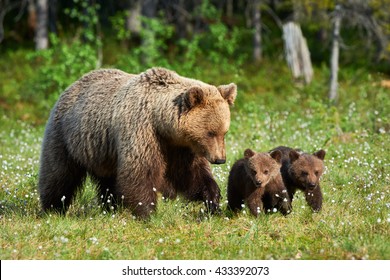 Mother bear walking in Finnish taiga with its small cubs 