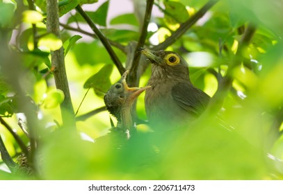 Mother Bird, Feeding Its Baby In A Birds Nest Hidden In A Tree.