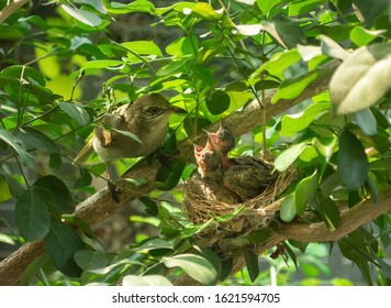 Mother Bird Feeding Chick On Nest, Baby Birds