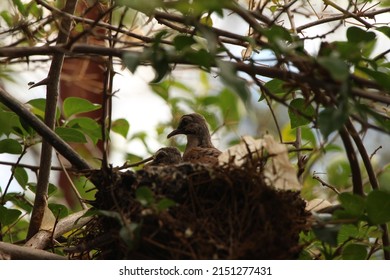 Mother Bird And Little Bird In The Nest