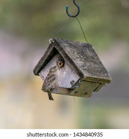 A Mother Bird Perched On A Birdhouse While The Baby Bird, Mouth Wide Open, Waits For Food. Concepts Of Nature, Parenting, Wildlife