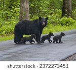 A mother black bear crosses the road with her cubs in Great Smoky Mountains National Park, Tennessee. 