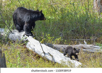 Mother Black Bear With Cub In Yellowstone National Park