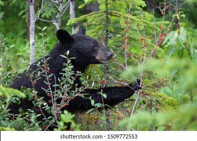 Mother Black Bear Eating Ripe Berries.