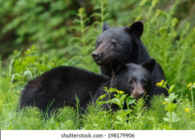 Mother Black Bear And Her One Year Old Cub