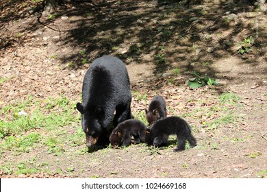 Mother Black Bear With Her Three Cubs