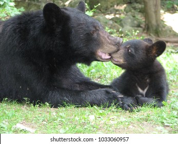 Mother black bear nurturing her cub