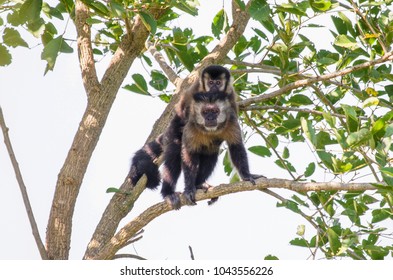 Mother Black Capuchin And Her Puppy 