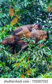 Mother Black Capuchin And Her Puppy Eating Fruits