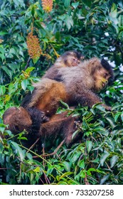 Mother Black Capuchin And Her Puppy Eating Fruits