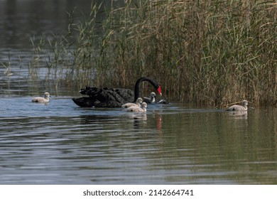 mother black swan floating on water with baby swan chicks on lake