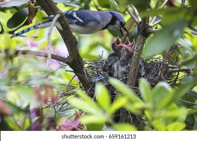 Baby Blue Jay Images Stock Photos Vectors Shutterstock