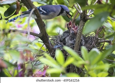 mother-blue-jay-feeding-her-260nw-659161