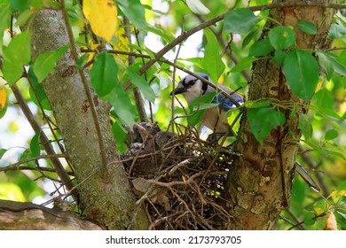 A Mother Blue Jay Looks Over Her Babies In The Nest.