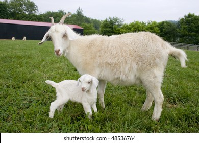 mother boer goat standing with newborn in pasture