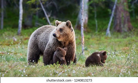 Baby Bear Cub Hd Stock Images Shutterstock