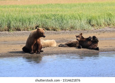 Mother brown bear sitting beside her three yearly cubs