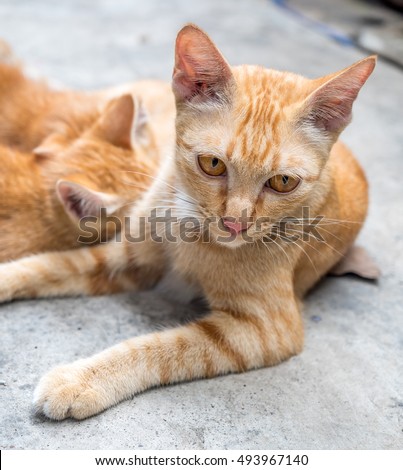 Golden Brown Light Brown Cats Toxoplasmosis