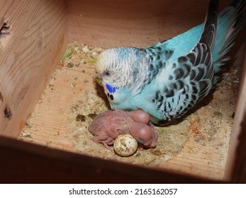 Mother Budgie With Newborn Baby Budgies In Nest. 