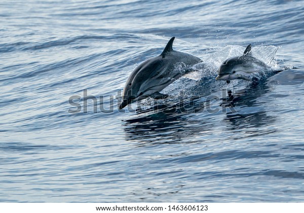 mother and calf baby son striped dolphin jumping\
outside the sea